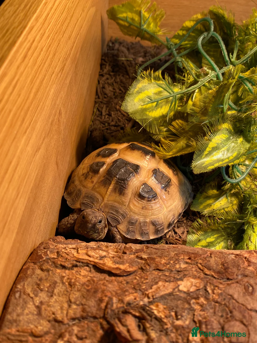 Tortoise reptiles for sale: Tortoise for sale  - Advert 3