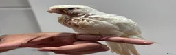 Cockatiels birds for sale: Tamed, spoon fed baby cockatail - Advert 3