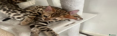 Bengal Kitten 3