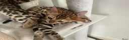 Bengal cats for sale: Outstanding kittens from Show parents. - Advert 3