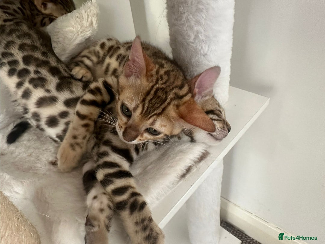 Bengal cats for sale: Outstanding kittens from Show parents. - Image 6