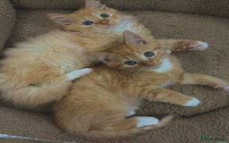 Mixed Breed cats for sale: GORGEOUS SIBERIAN X KITTENS  - Image 13