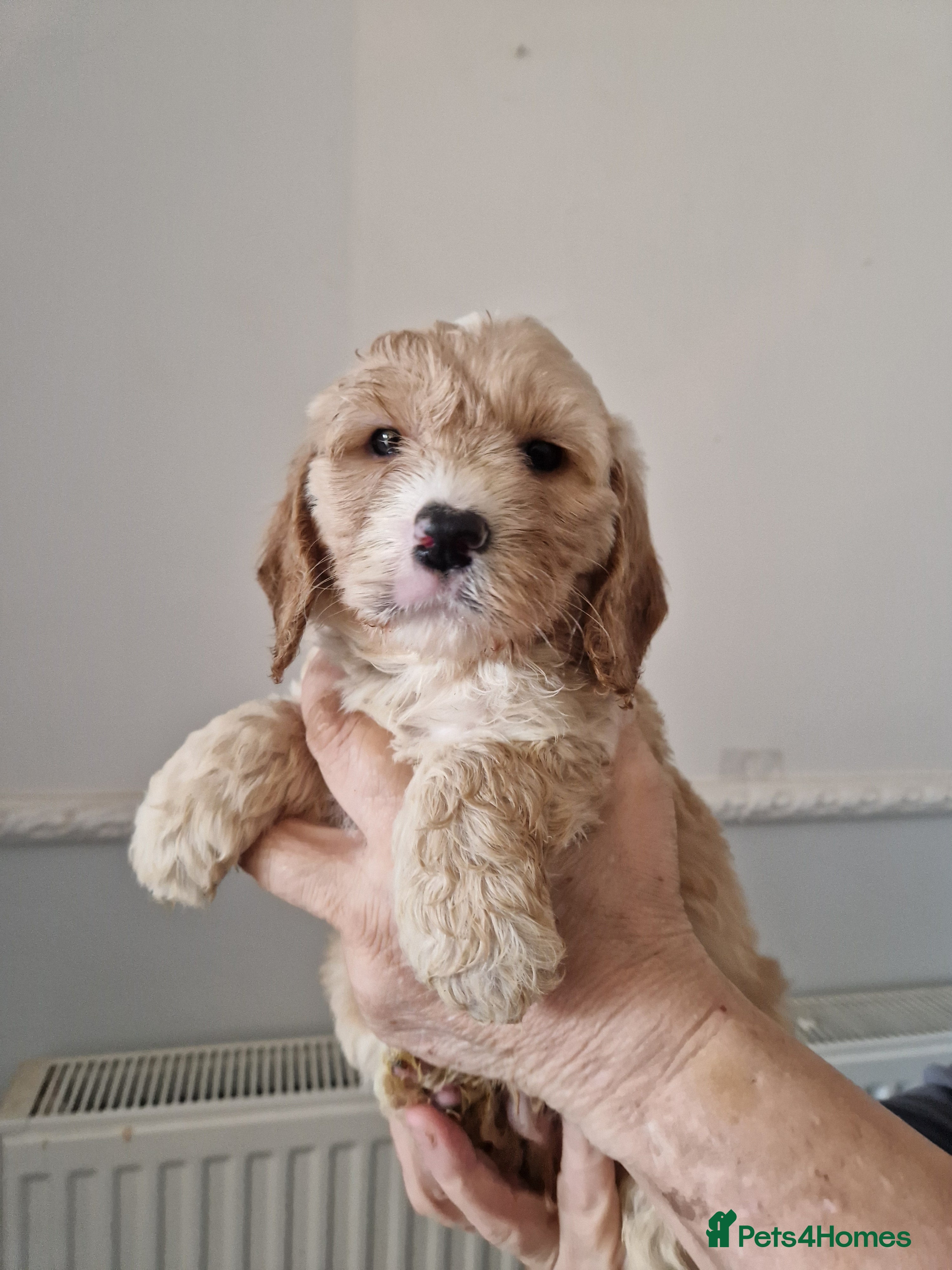 Cockapoo dogs SIMPLY UNIQUE F1b COCKAPOOS - Advert 10