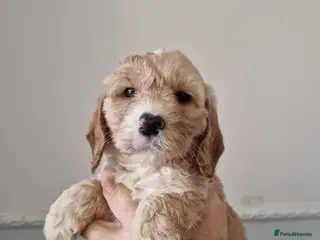 Cockapoo dogs SIMPLY UNIQUE F1b COCKAPOOS - Advert 5