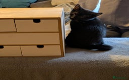 Domestic Shorthair cats for sale: Beautiful domestic short hair kittens for sale  - Image 22