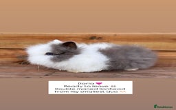 Lionhead rabbits for sale: Double Maned Lionhead Rabbits  - Advert 5