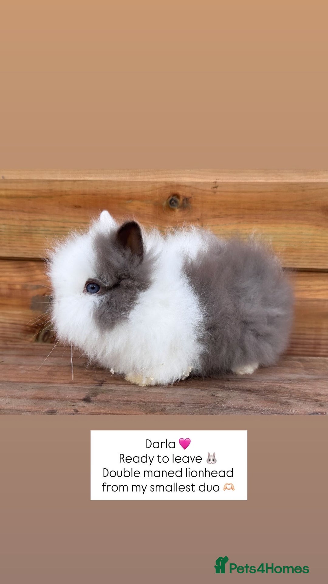 Lionhead rabbits for sale: Double Maned Lionhead Rabbits  - Advert 5