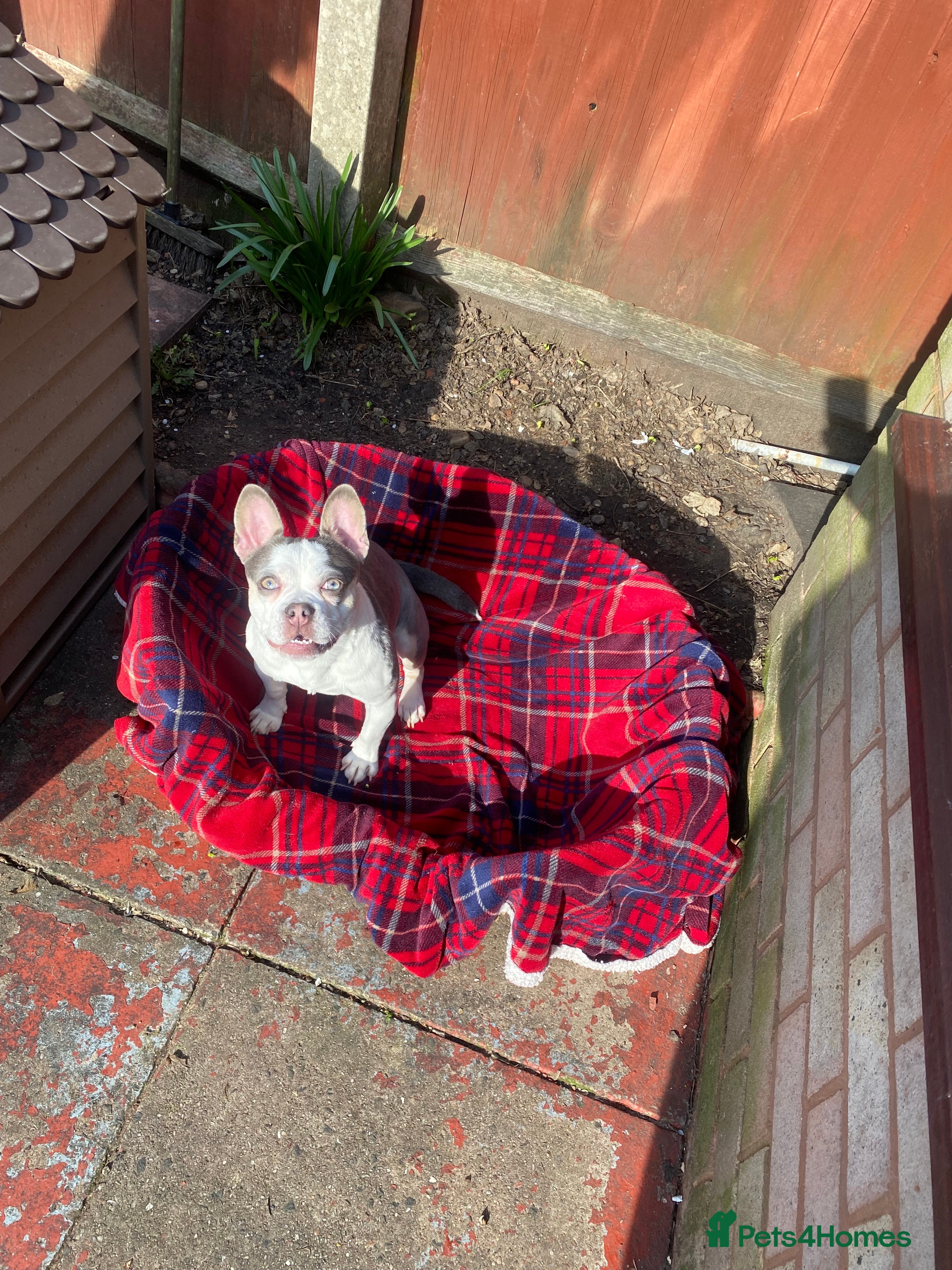 Mixed Breed dogs Lottie - Advert 2