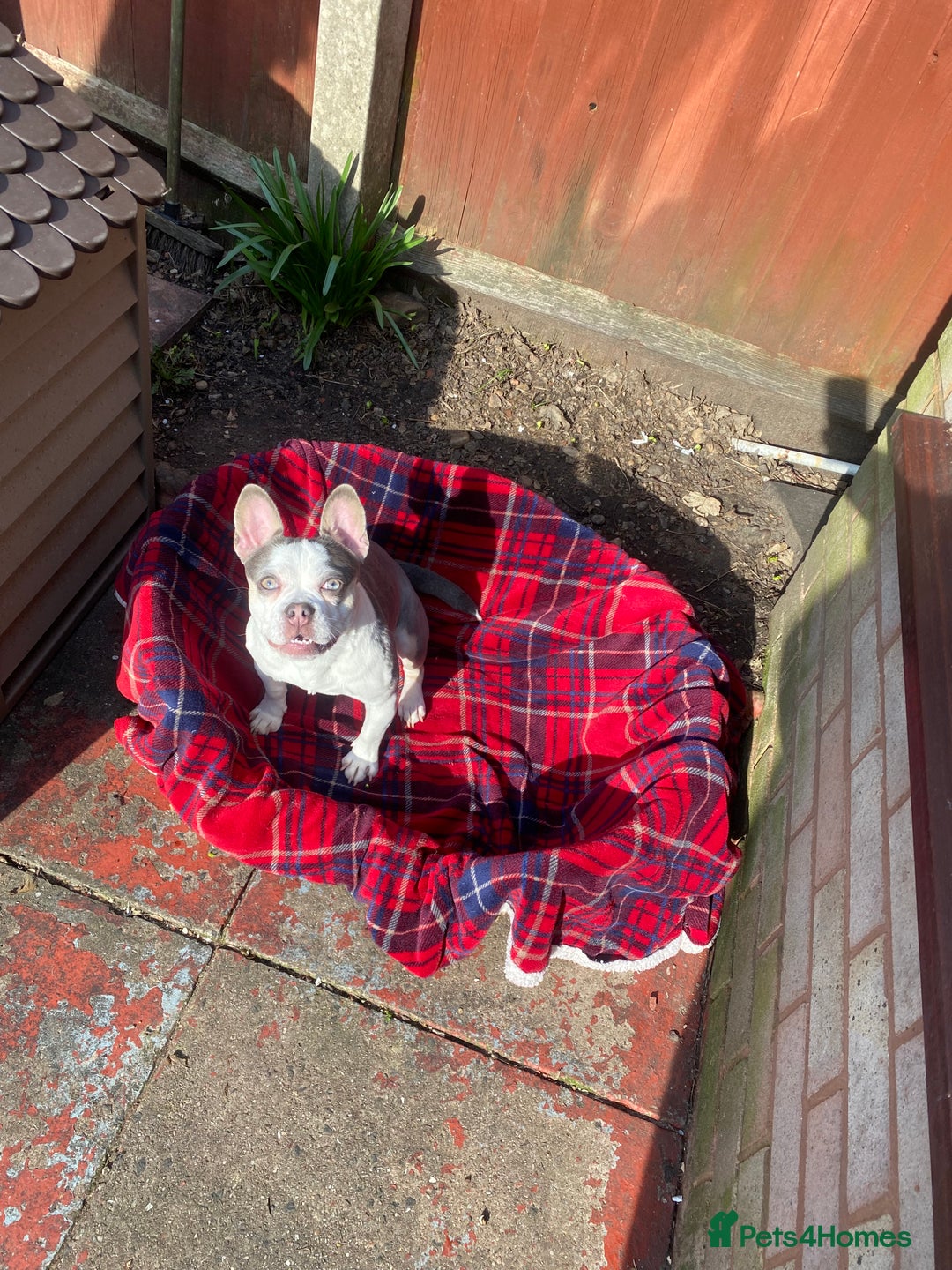 Mixed Breed dogs for sale: Lottie - Advert 2