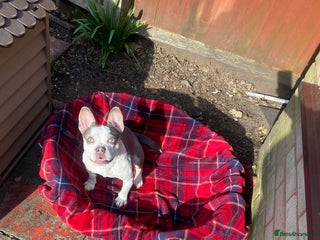 Mixed Breed dogs Lottie - Advert 2