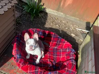 Mixed Breed dogs Lottie - Advert 8