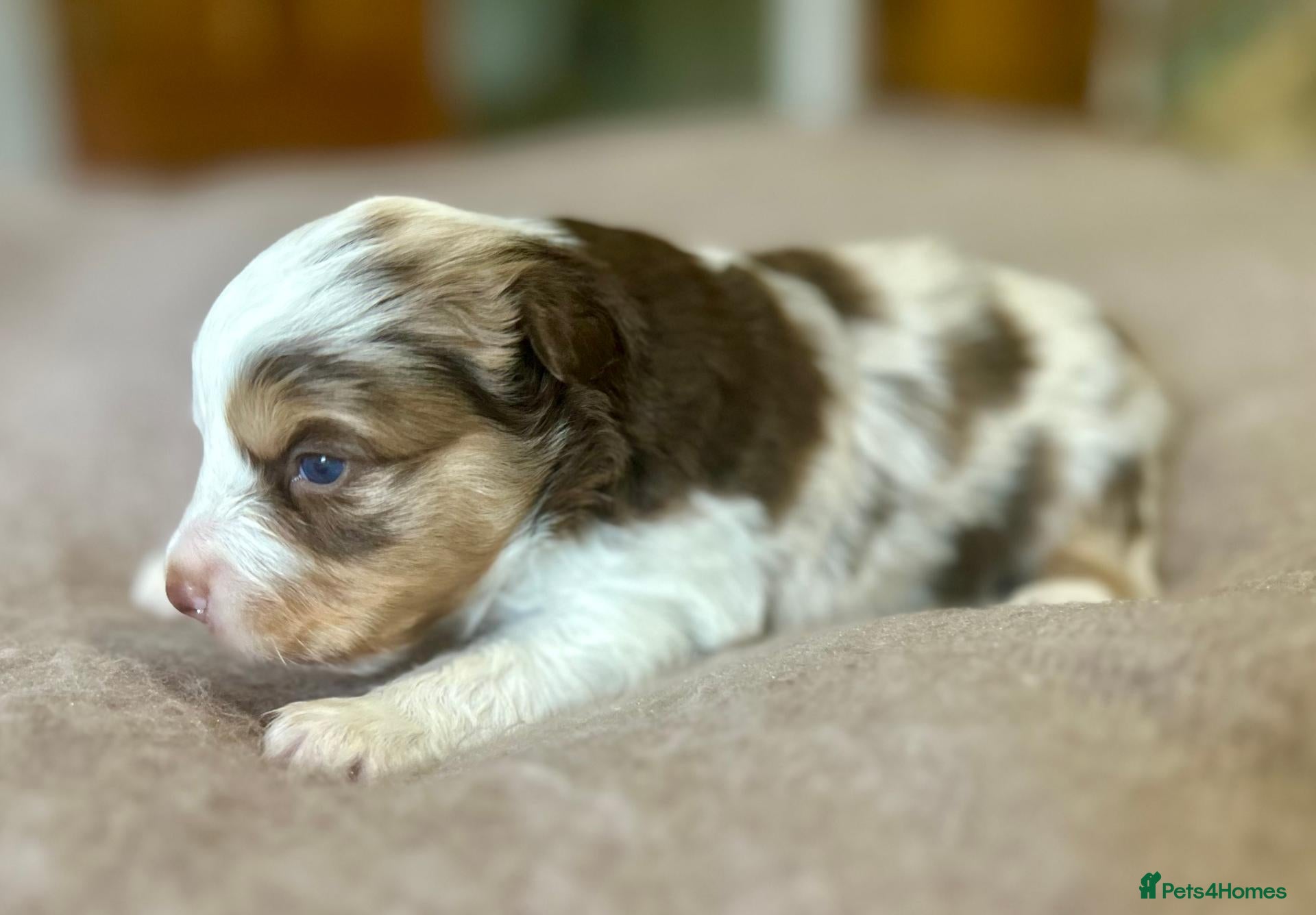 Australian Shepherd dogs Quality Mini Aussie (MAS) Rare Show Lines RKC reg  - Advert 1