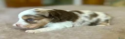 Australian Shepherd dogs for sale: Rare Show Lines KC purebred Mini Aussie (MAS)  - Advert 4