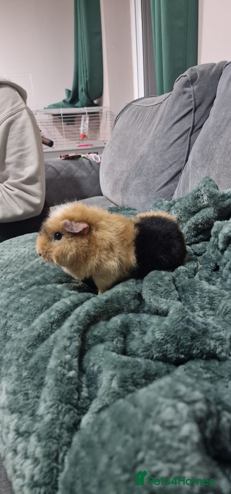 Guinea Pig rodents Separate female guineapigs - Advert 2