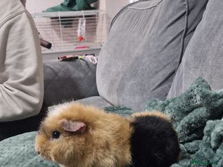 Guinea Pig rodents Separate female guineapigs - Advert 13