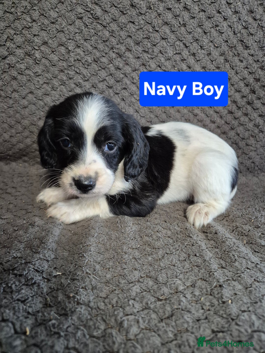 English Springer Spaniel dogs for sale: English Springer Spaniel Pups - Image 14