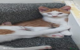 Mixed Breed cats for sale: Two lovely boys looking for their forever homes  - Image 2