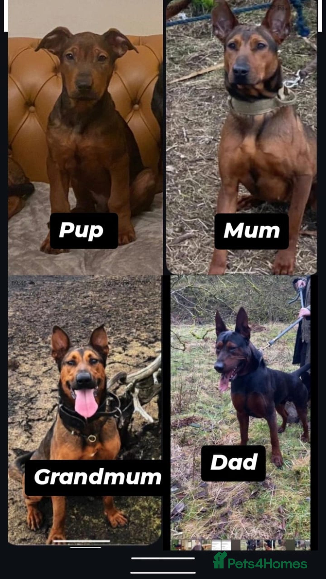 Chinese Red Dog dogs for sale: Chinese red dogs  - Advert 3