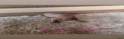 Whippet dogs for sale: Whippet pups in Wisbech - Advert 5