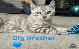Bengal cats for sale: TICA Genetic & Health Tested Bengal Kitten Male - Image 11
