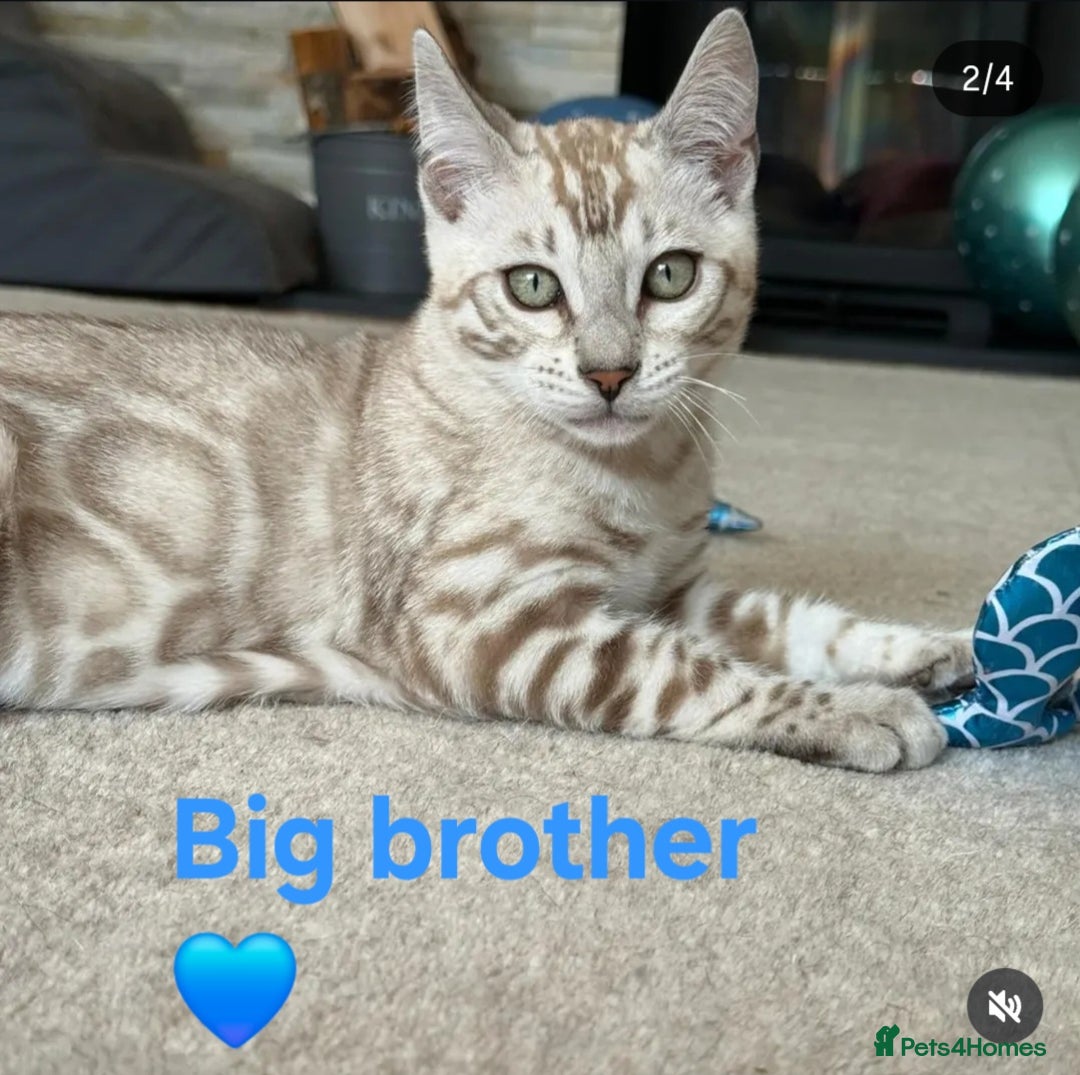 Bengal cats for sale: TICA Genetic & Health Tested Bengal Kitten Male - Image 11