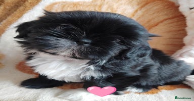 Shih Tzu dogs - Advert 5