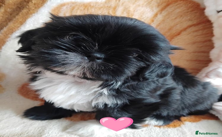 Shih Tzu dogs - Advert 2