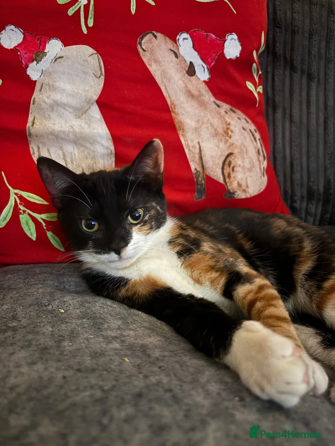 Mixed Breed cats for sale: Kittens looking for homes  in Carnforth - Advert 2
