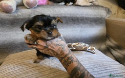 Yorkshire Terrier dogs for sale: Miniature Pedigree Yorkshire Terrier Puppies - Image 11