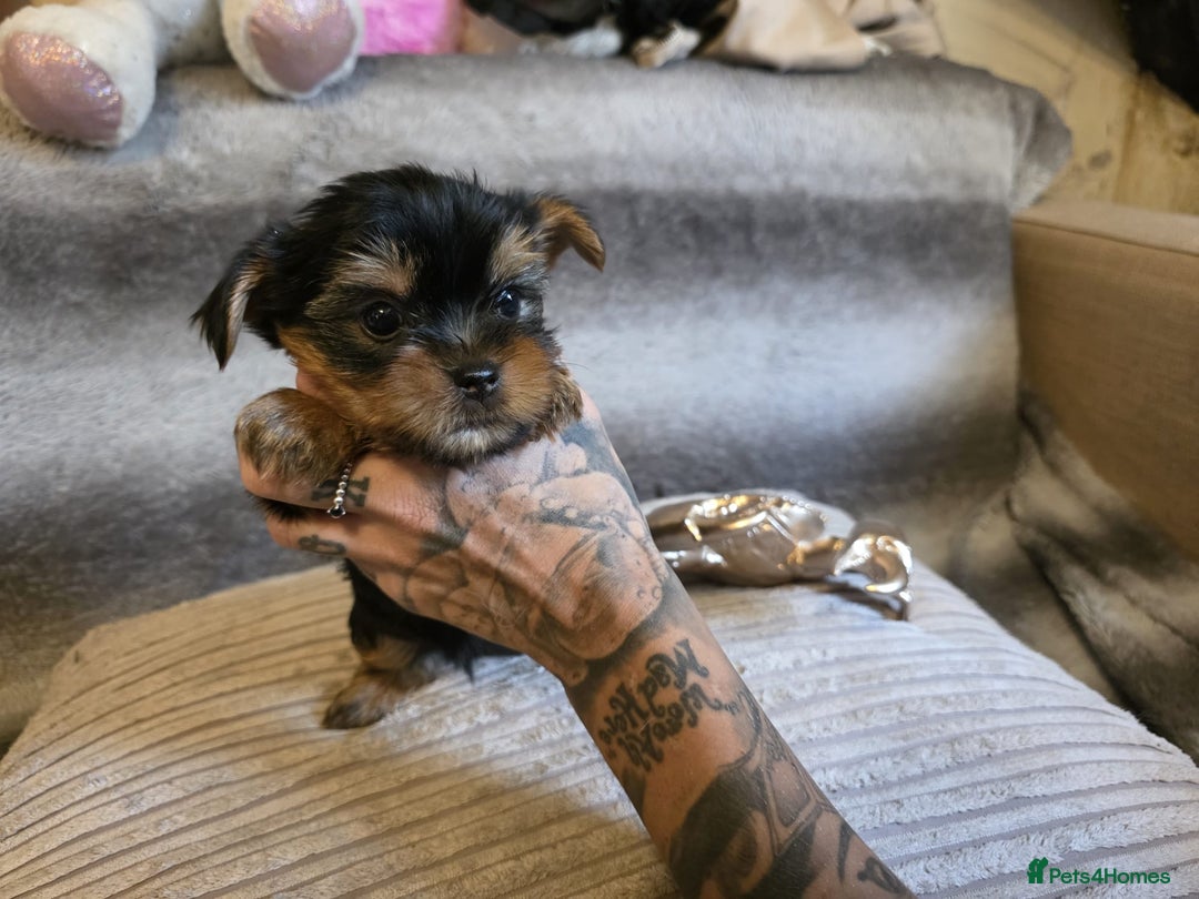 Yorkshire Terrier dogs for sale: Miniature Pedigree Yorkshire Terrier Puppies - Image 11