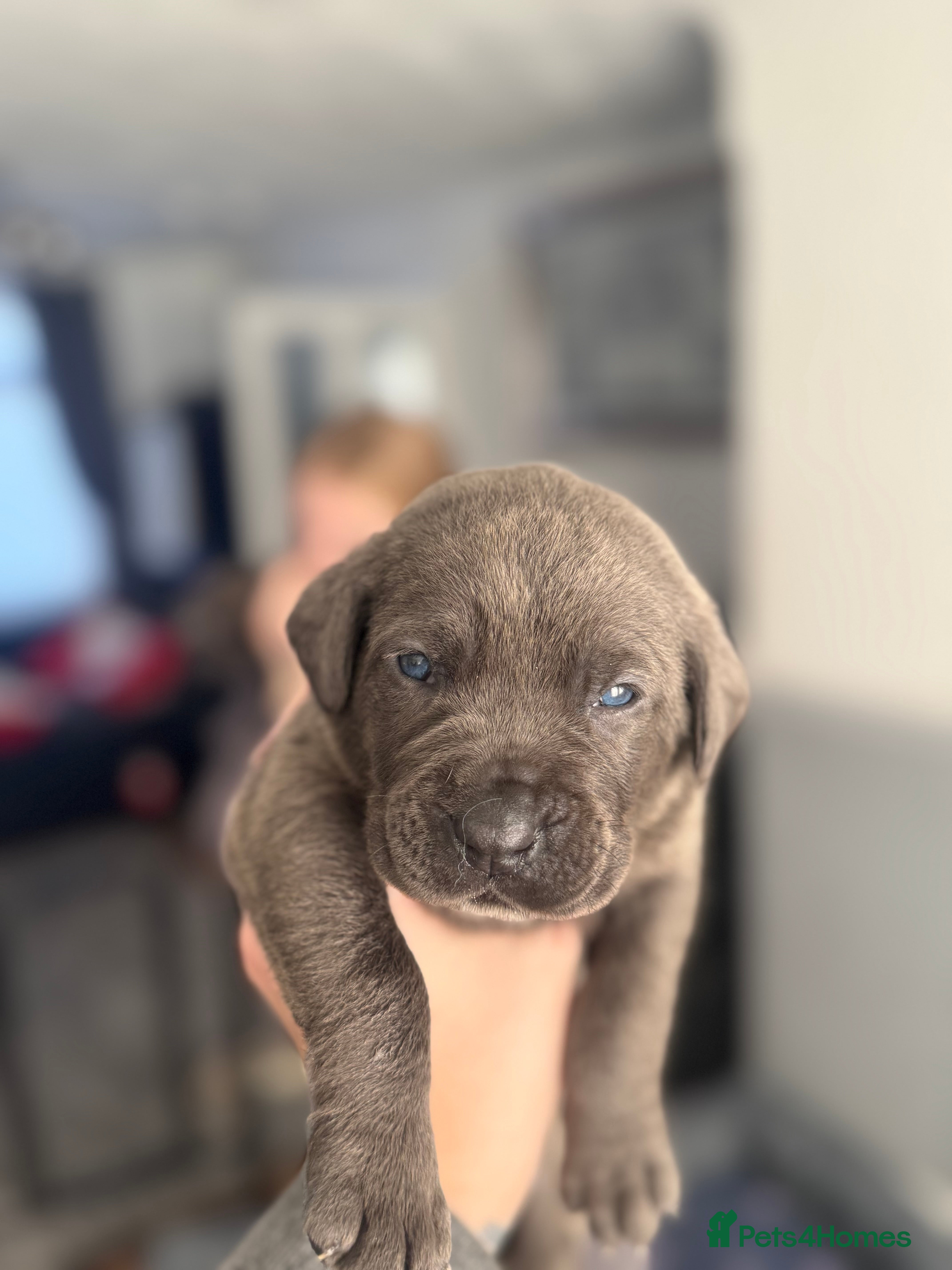 Cane Corso dogs Cane corso puppies - Advert 3