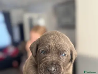 Cane Corso dogs Cane corso puppies - Advert 20