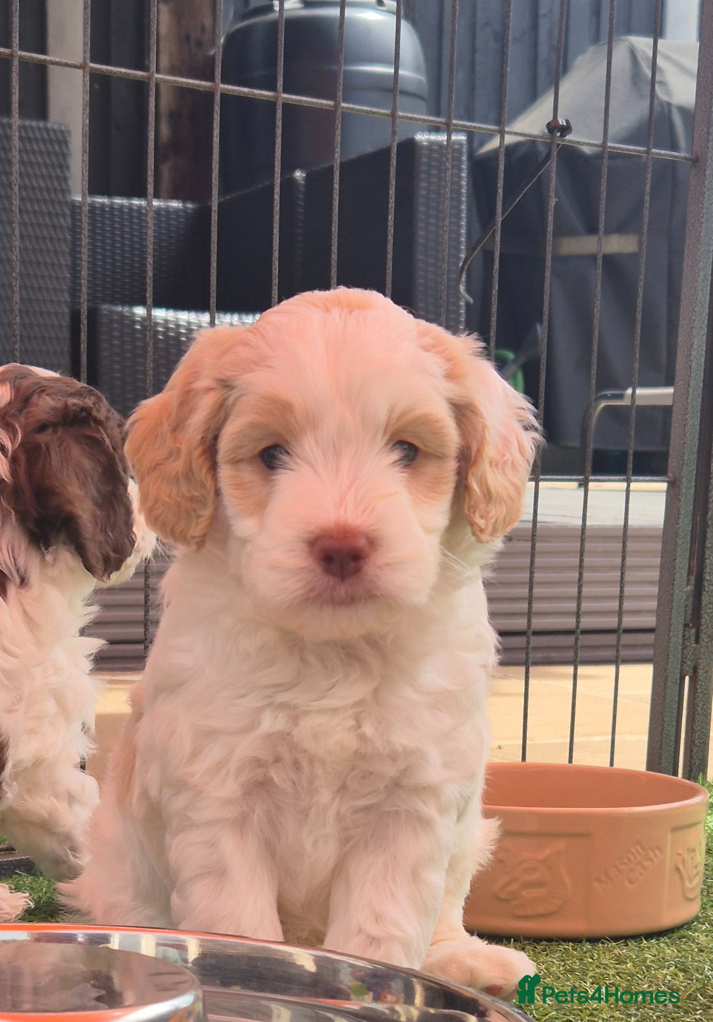 Australian Labradoodle dogs Australian Medium Labradoodles - Advert 11
