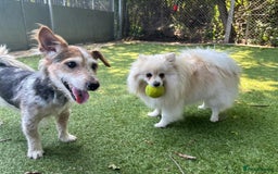 Mixed Breed dogs for sale: Raffie  - The jack russell  - Image 3