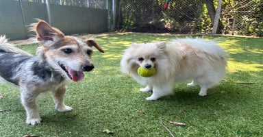Mixed Breed dogs - Advert 6