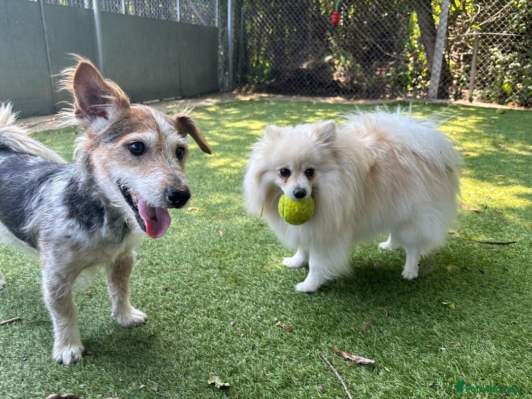 Mixed Breed dogs for sale: Raffie  - The jack russell  - Image 3
