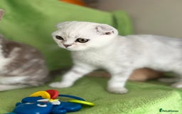 Scottish Fold cats for sale: Beautiful Scottish fold baby’s  in Reading - Image 13
