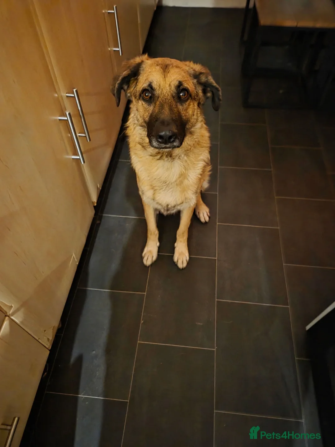 Mixed Breed dogs for sale: German Shepherd X German Shepherd Poodle cross in Middlesbrough - Advert 2