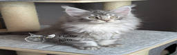 Maine Coon cats for sale: Outstanding siblings Russian bloodline  - Advert 4