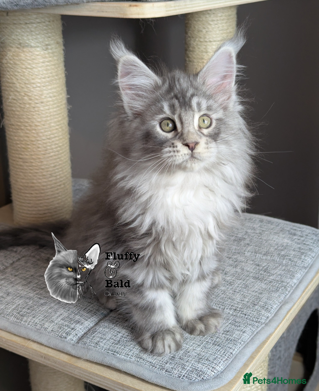 Maine Coon cats for sale: Outstanding siblings Russian bloodline  - Advert 4