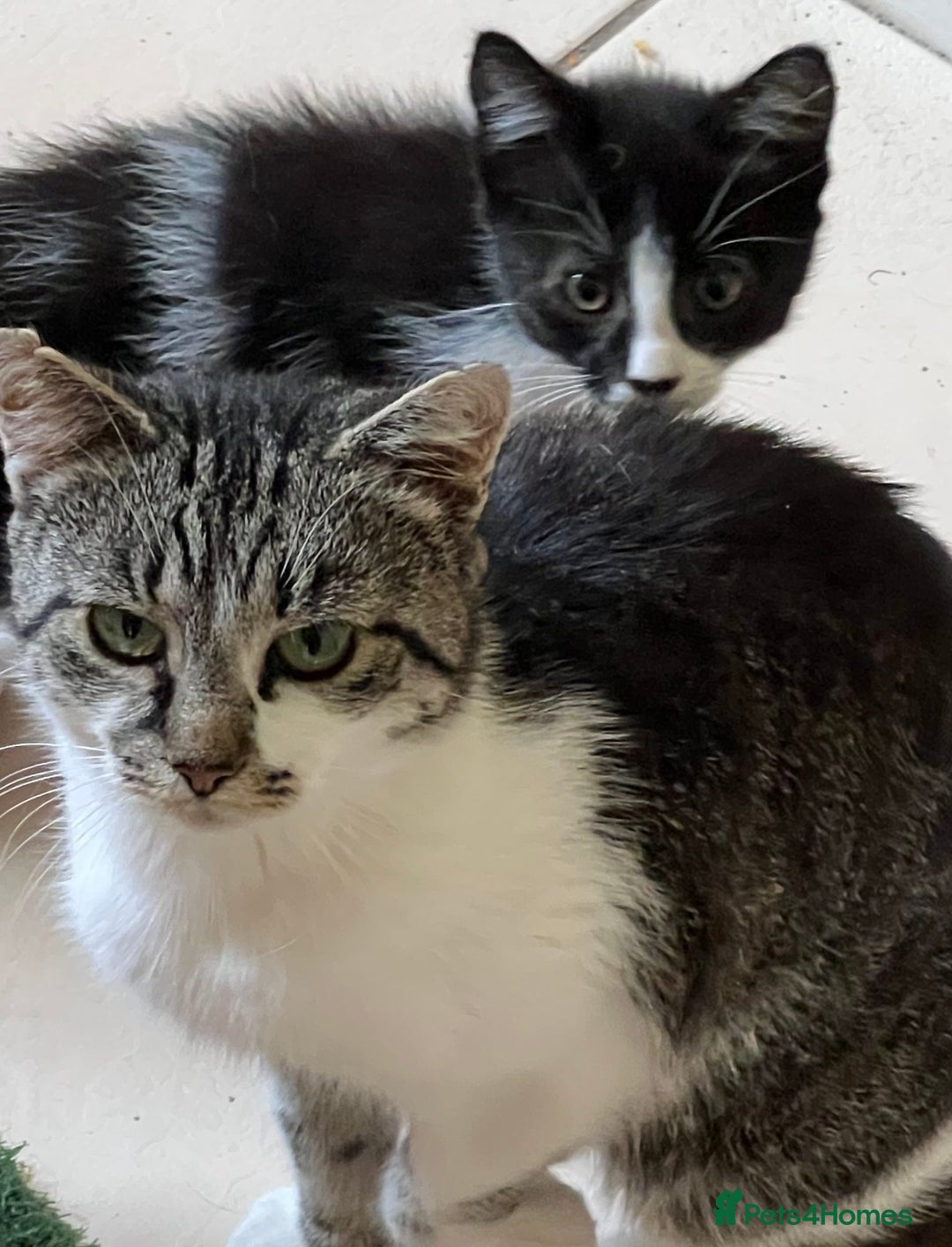 Mixed Breed cats for sale: Beautiful kittens ready now - Image 7