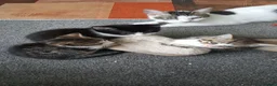 Mixed Breed cats for sale: Kittens - Advert 5