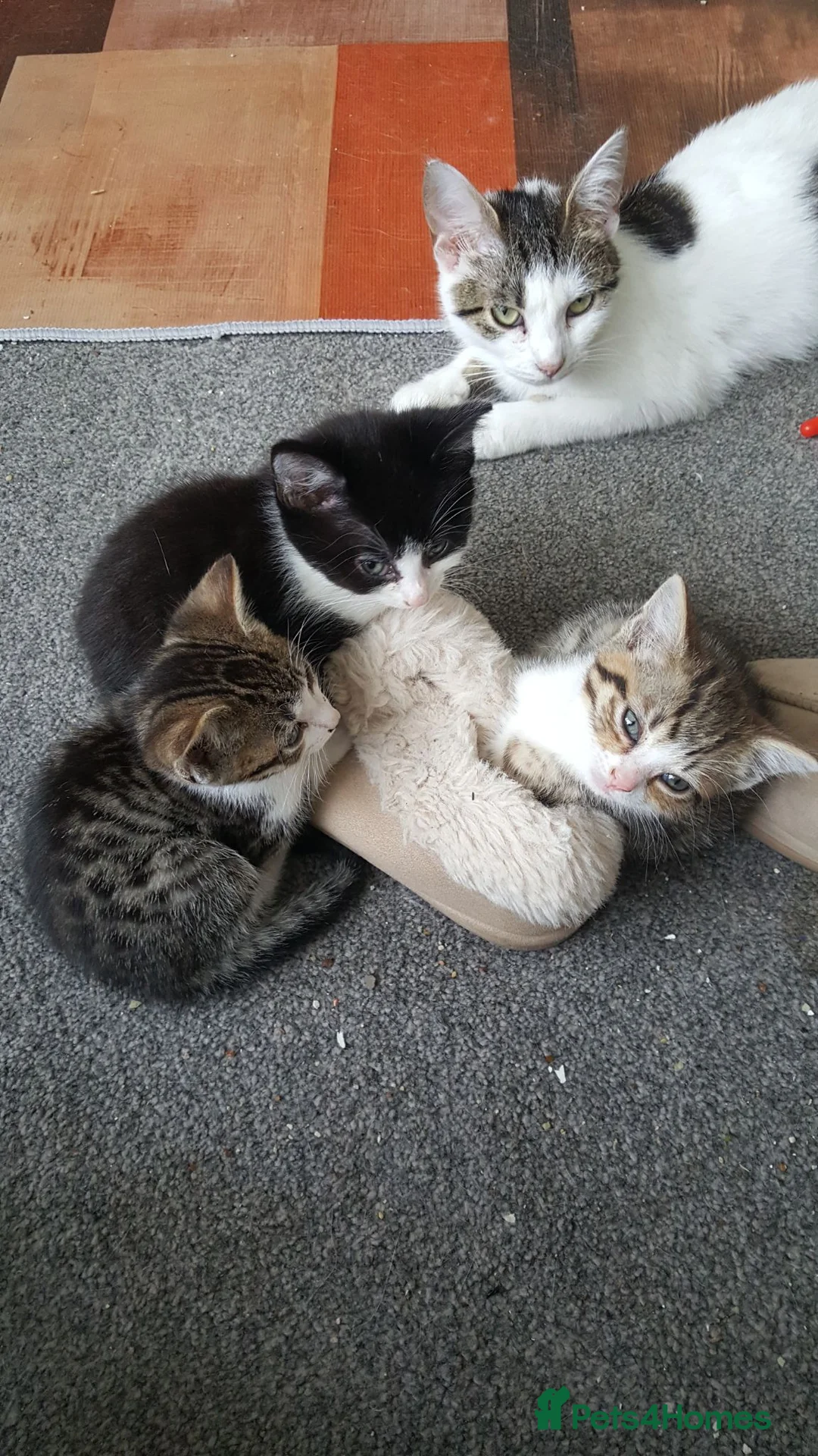 Mixed Breed cats for sale: Kittens - Advert 5