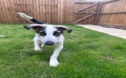 Mixed Breed dogs for sale: Skyla  - Image 10