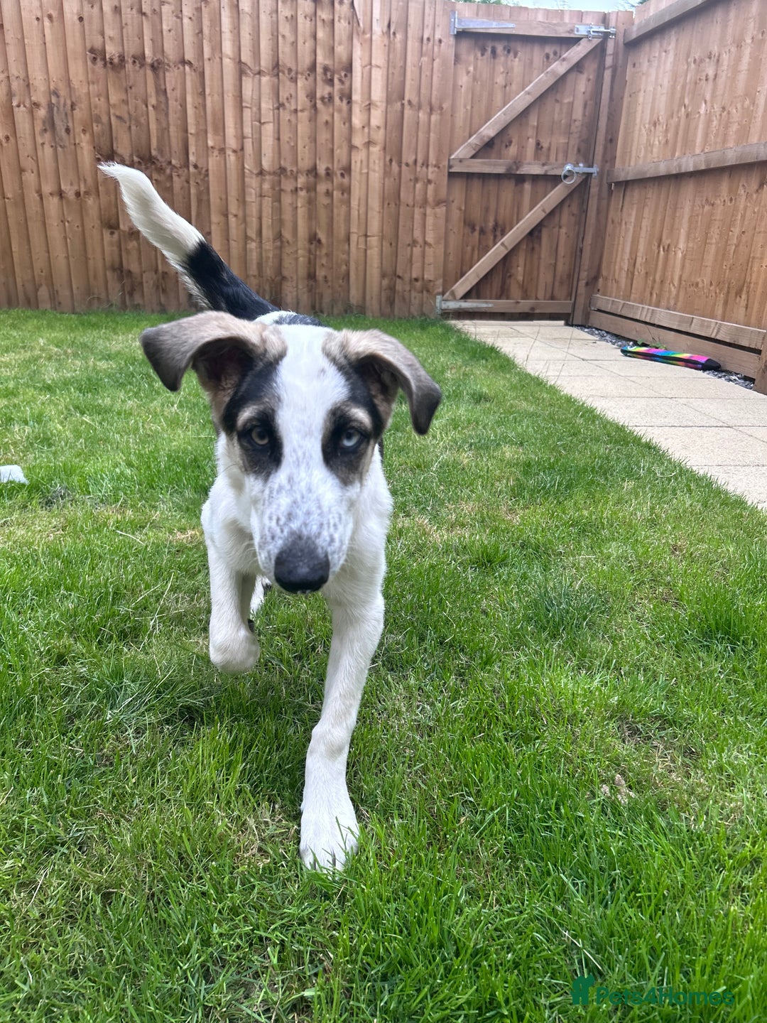 Mixed Breed dogs for sale: Skyla  - Image 10