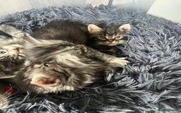Maine Coon cats for sale: Maine coone kittens  - Image 4