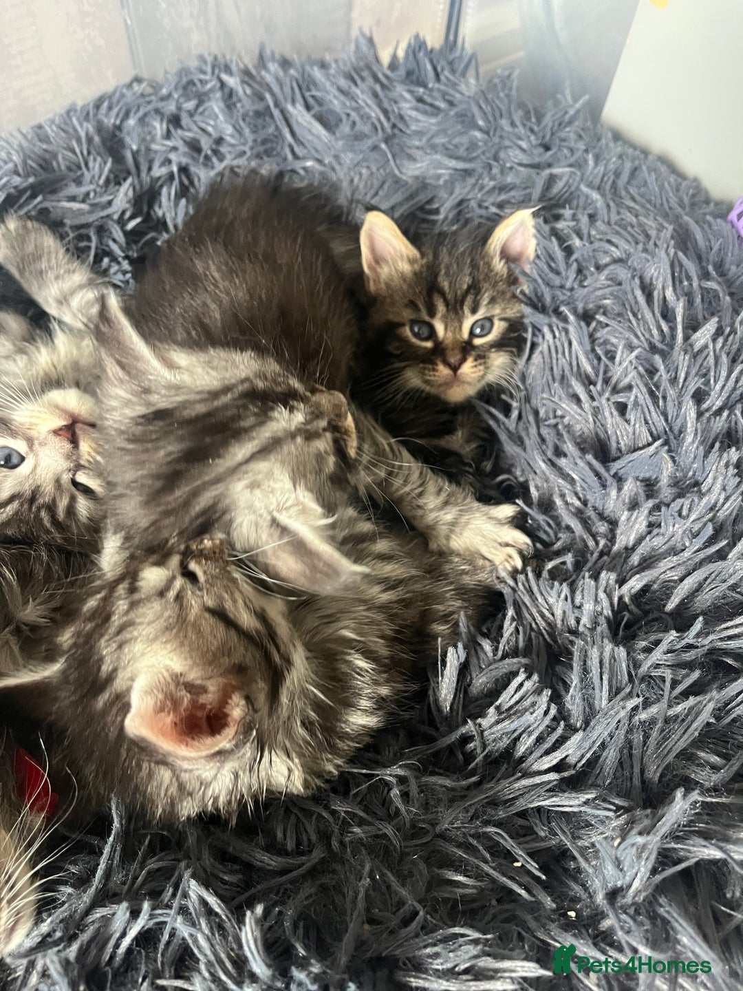 Maine Coon cats for sale: Maine coone kittens  - Image 4