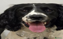 English Springer Spaniel dogs for sale: Needs a loving home  - Image 2