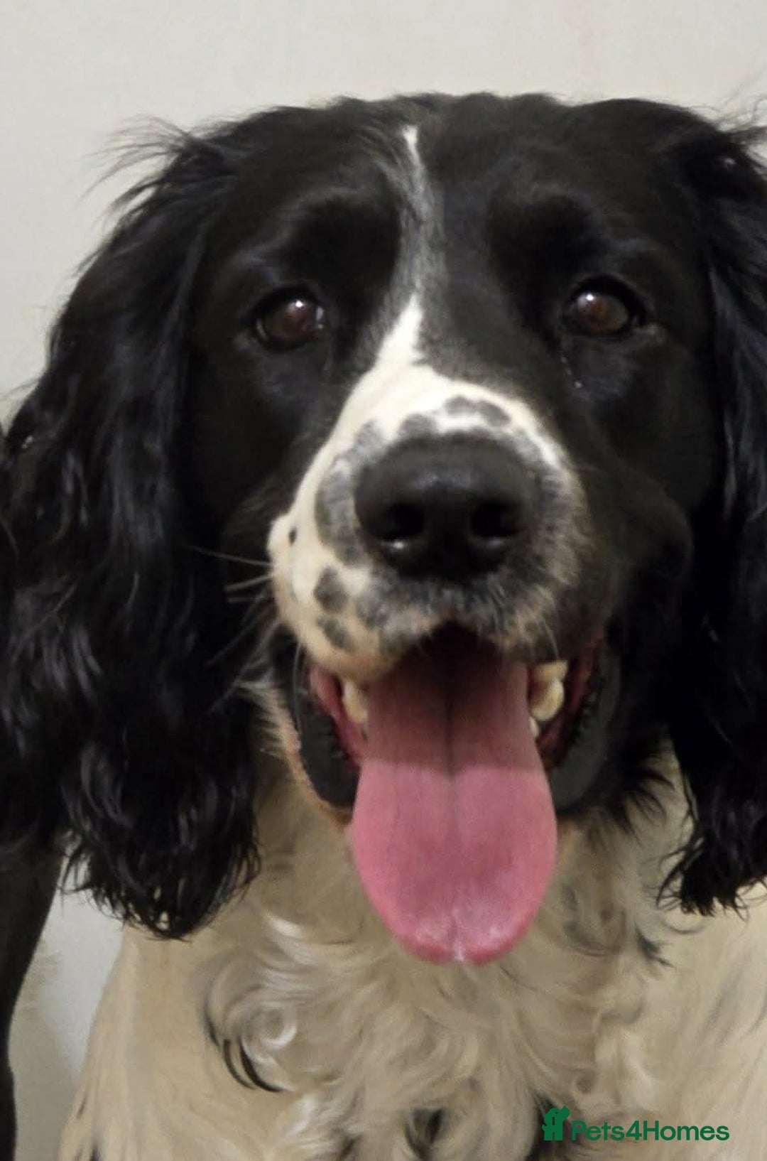 English Springer Spaniel dogs for sale: Needs a loving home  - Image 2