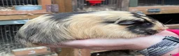 Guinea Pig rodents for sale: Baby Girl/Sows Guinea Pigs - Advert 4